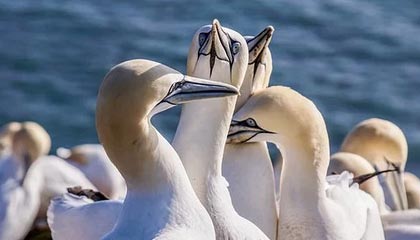 杜锋：希望小崔和小焦在广东队生活愉快 新赛季大家一起加油努力